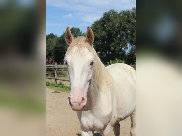 Hannoveraner Stute 3 Jahre 168 cm in Hamersen