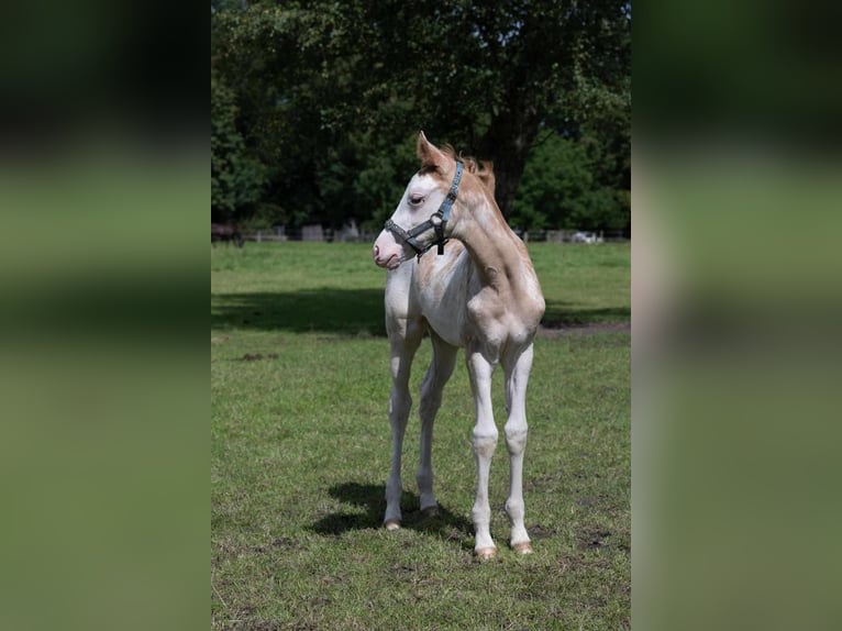 Hannoveraner Stute 3 Jahre 168 cm in Hamersen
