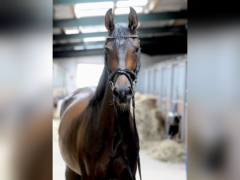 Hannoveraner Stute 3 Jahre 168 cm Dunkelbrauner in Isernhagen