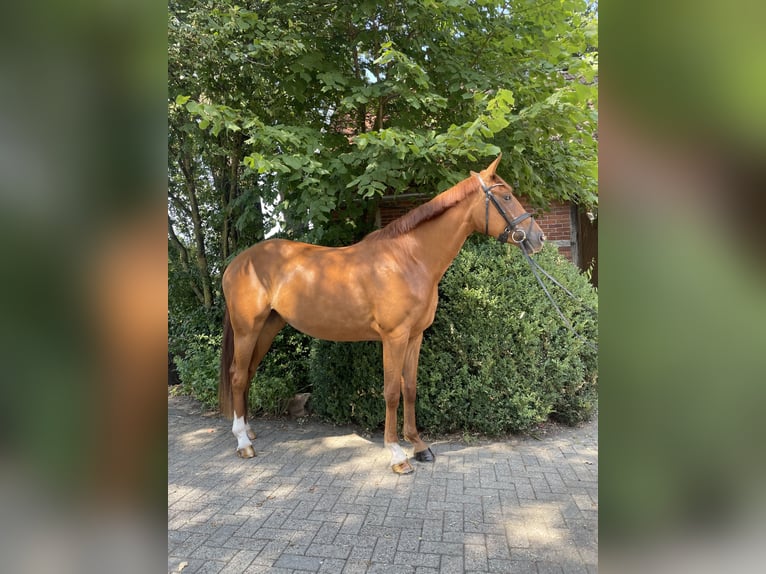 Hannoveraner Stute 3 Jahre 168 cm Fuchs in Beesten