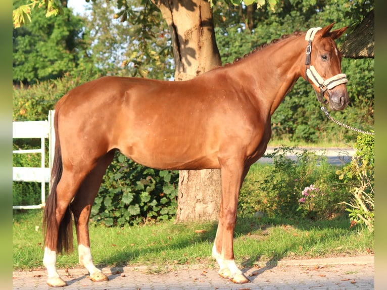 Hannoveraner Stute 3 Jahre 168 cm Fuchs in Selsingen