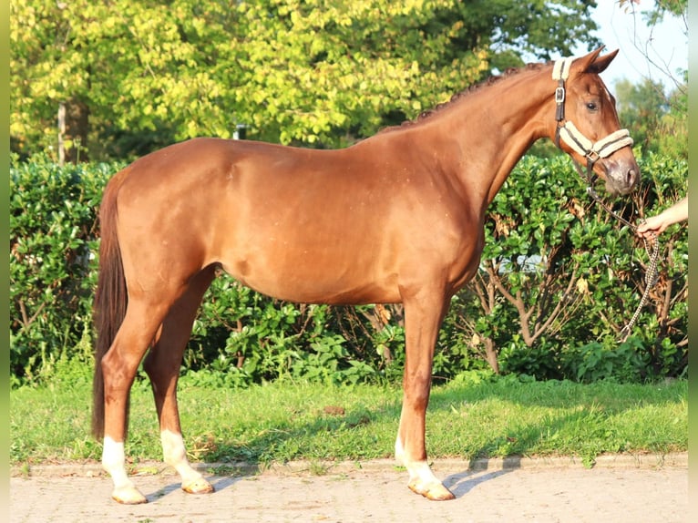 Hannoveraner Stute 3 Jahre 168 cm Fuchs in Selsingen