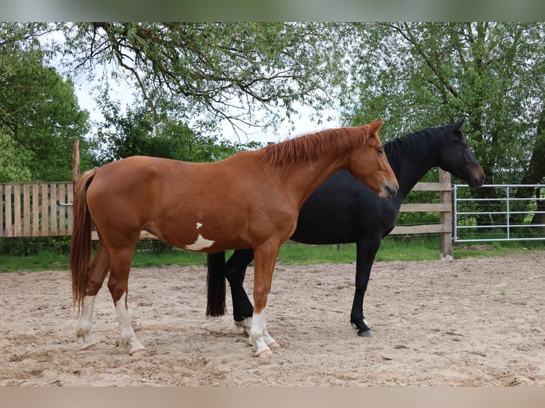 Hannoveraner Stute 3 Jahre 168 cm Fuchs in Wittingen
