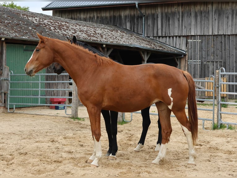 Hannoveraner Stute 3 Jahre 168 cm Fuchs in Wittingen