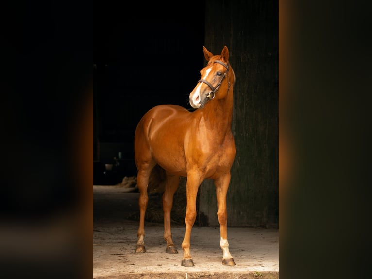 Hannoveraner Stute 3 Jahre 168 cm Fuchs in W&#xFC;rselen