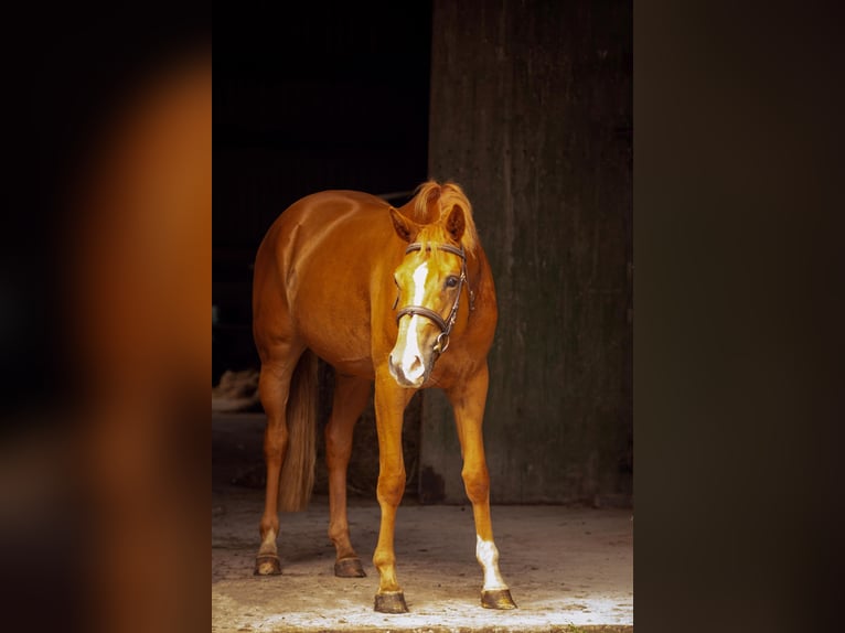 Hannoveraner Stute 3 Jahre 168 cm Fuchs in W&#xFC;rselen