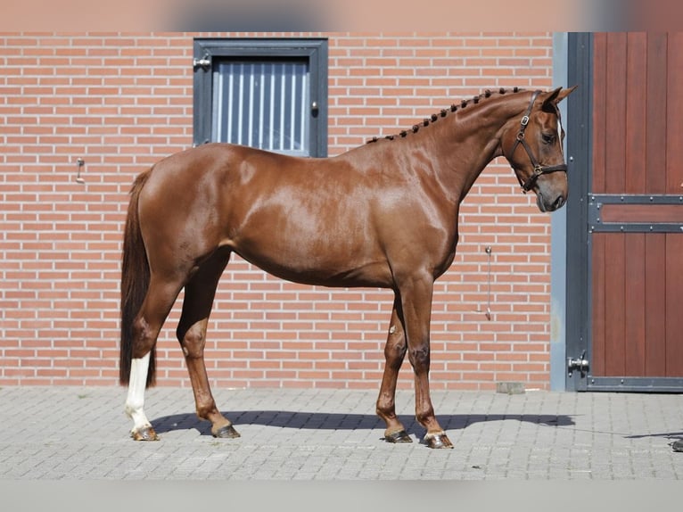 Hannoveraner Stute 3 Jahre 168 cm Fuchs in Zieuwent