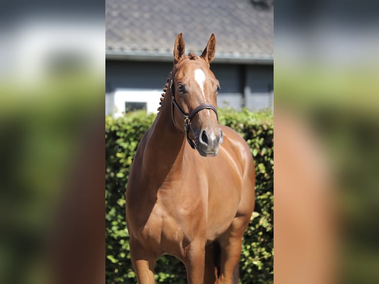 Hannoveraner Stute 3 Jahre 168 cm Fuchs in Zieuwent