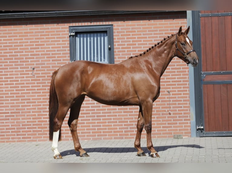 Hannoveraner Stute 3 Jahre 168 cm Fuchs in Zieuwent
