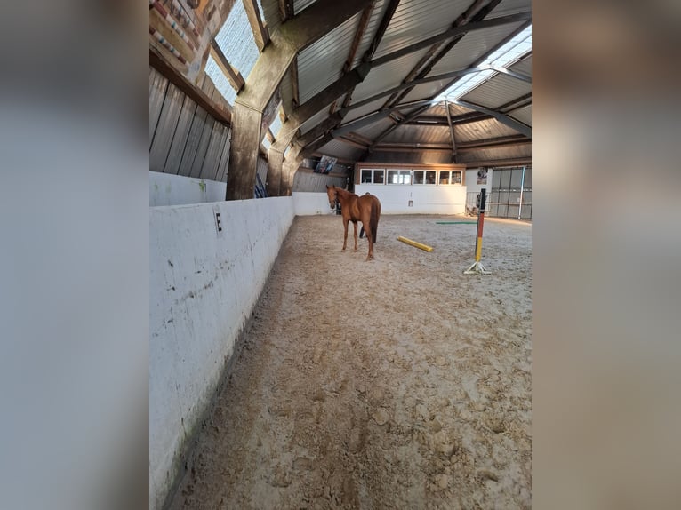 Hannoveraner Stute 3 Jahre 168 cm Fuchs in Lutherstadt Wittenberg