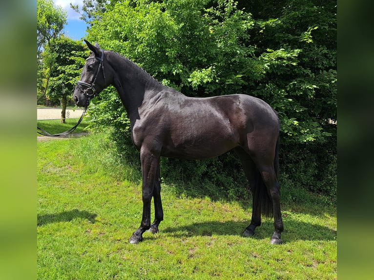 Hannoveraner Stute 3 Jahre 168 cm Rappe in Loxstedt