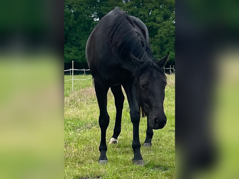 Hannoveraner Stute 3 Jahre 168 cm Rappe in Norderstedt