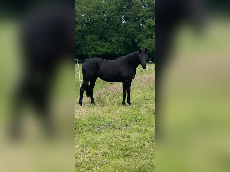 Hannoveraner Stute 3 Jahre 168 cm Rappe in Norderstedt