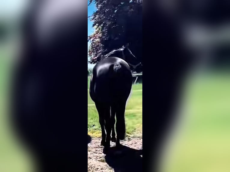 Hannoveraner Stute 3 Jahre 168 cm Rappe in Norderstedt