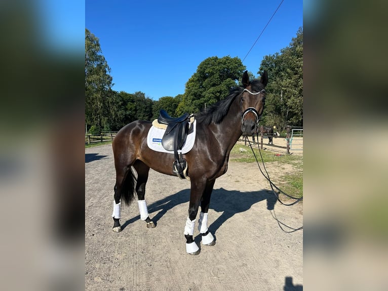 Hannoveraner Stute 3 Jahre 168 cm Schwarzbrauner in Moers