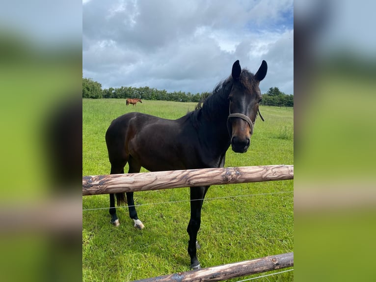 Hannoveraner Stute 3 Jahre 169 cm Dunkelbrauner in Jerrishoe