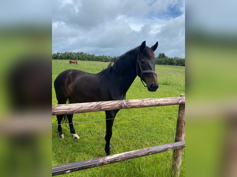 Hannoveraner Stute 3 Jahre 169 cm Dunkelbrauner in Jerrishoe