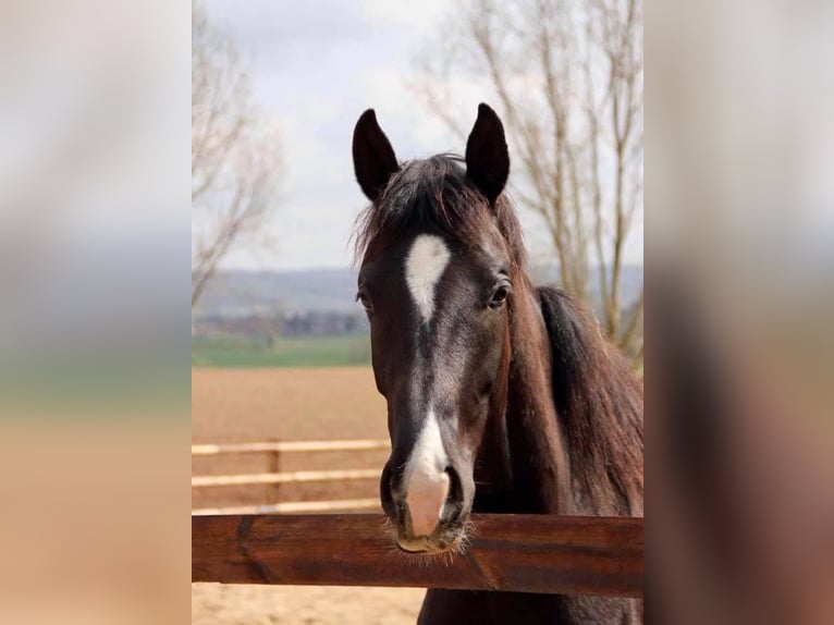 Hannoveraner Stute 3 Jahre 169 cm Rappe in Vechta