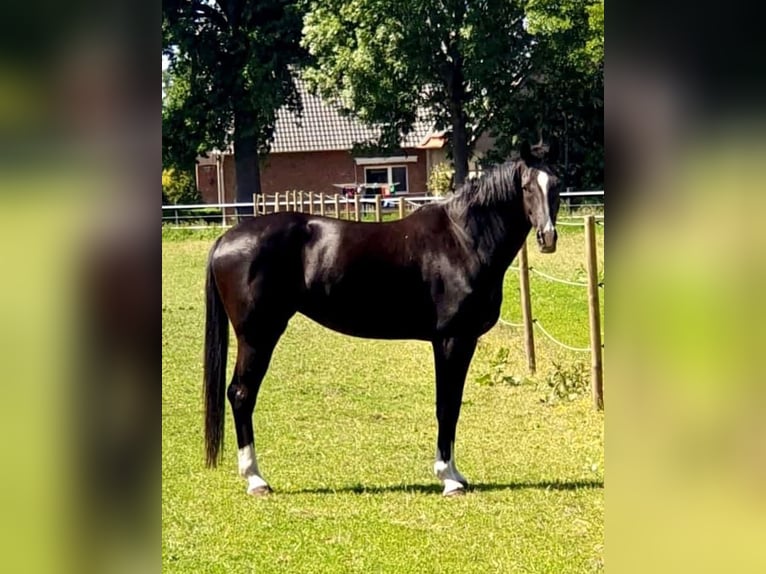 Hannoveraner Stute 3 Jahre 169 cm Rappe in Vechta