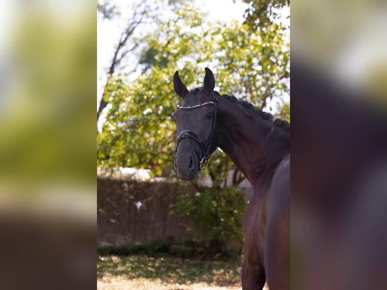 Hannoveraner Stute 3 Jahre 169 cm Rappe in Hayingen