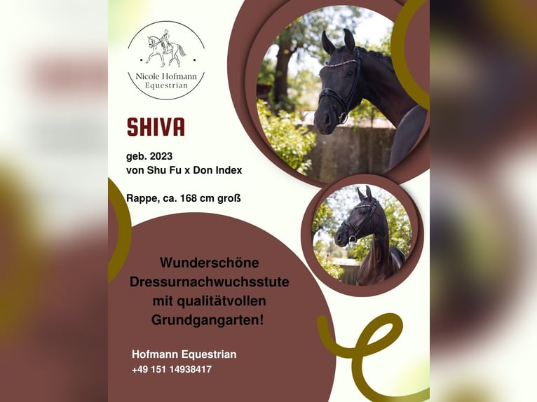 Hannoveraner Stute 3 Jahre 169 cm Rappe in Hayingen