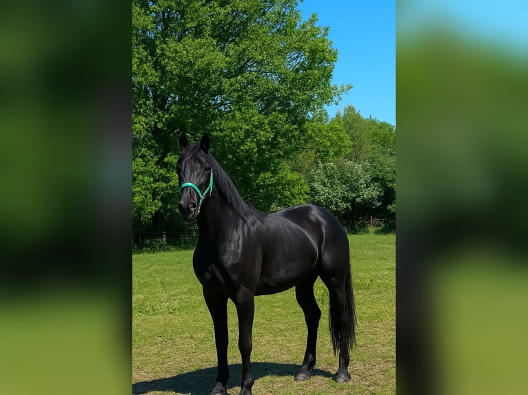 Hannoveraner Stute 3 Jahre 169 cm Rappe in Norderstedt