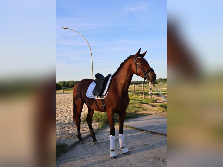 Hannoveraner Stute 3 Jahre 170 cm Brauner in Mönchengladbach