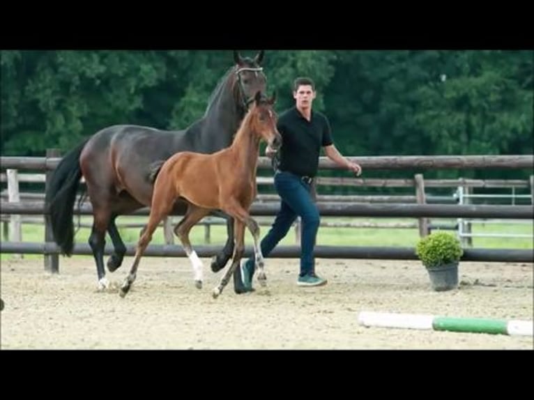 Hannoveraner Stute 3 Jahre 170 cm Brauner in Moers