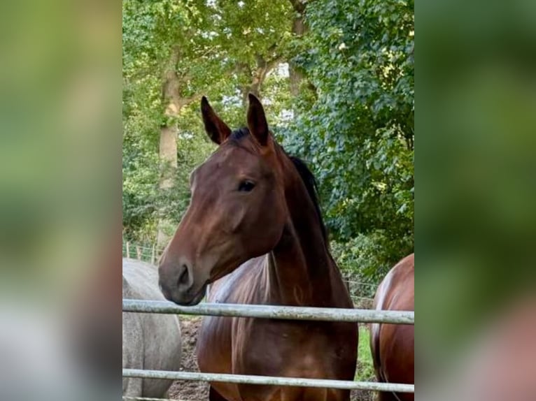 Hannoveraner Stute 3 Jahre 170 cm Brauner in Holtland