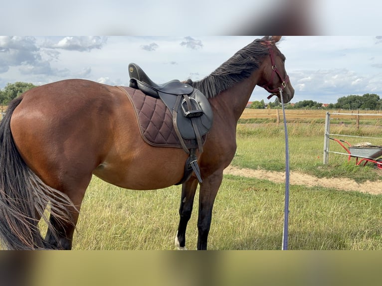 Hannoveraner Stute 3 Jahre 170 cm Brauner in Oberkrämer
