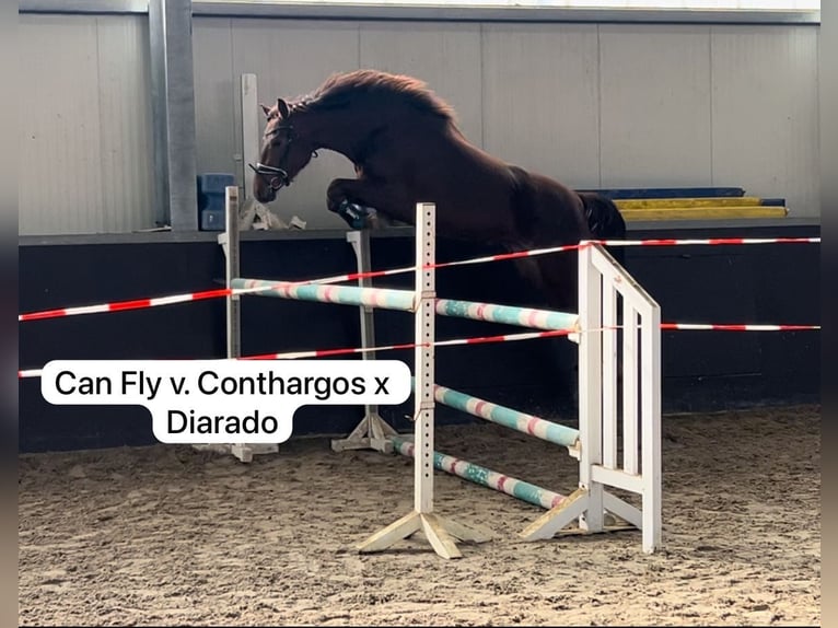 Hannoveraner Stute 3 Jahre 170 cm Dunkelfuchs in Moers