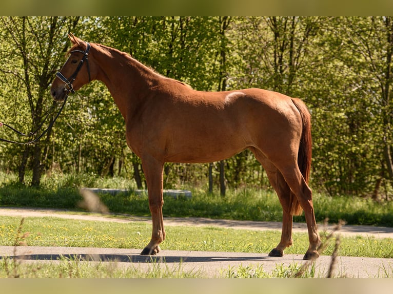 Hannoveraner Stute 3 Jahre 170 cm Fuchs in Jadów