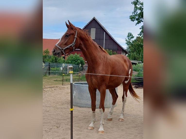 Hannoveraner Stute 3 Jahre 170 cm Fuchs in Salzgitter
