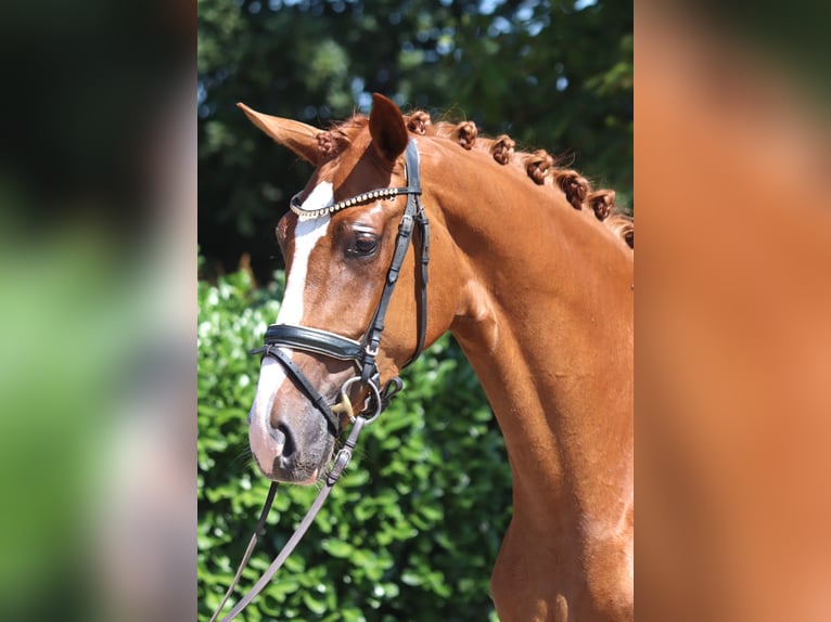 Hannoveraner Stute 3 Jahre 170 cm Fuchs in Selsingen