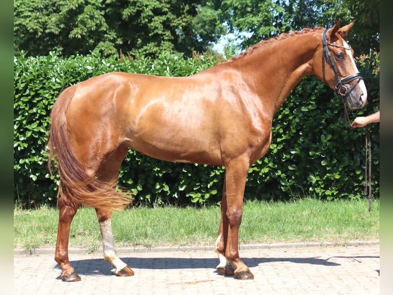 Hannoveraner Stute 3 Jahre 170 cm Fuchs in Selsingen