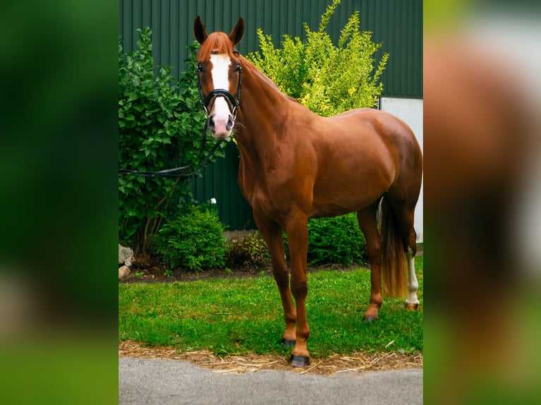 Hannoveraner Stute 3 Jahre 170 cm Fuchs in Cuxhaven