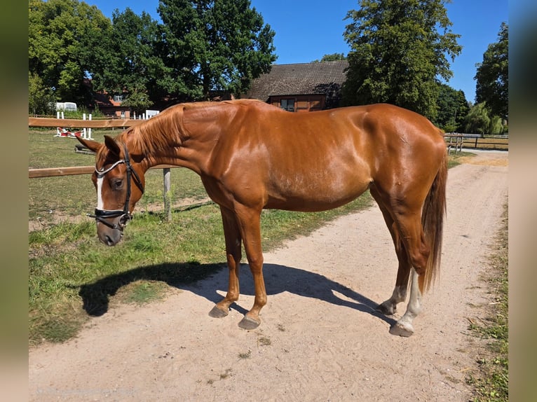 Hannoveraner Stute 3 Jahre 170 cm Fuchs in Langwedel