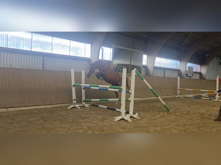 Hannoveraner Stute 3 Jahre 170 cm Fuchs in Langwedel