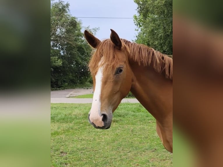 Hannoveraner Stute 3 Jahre 170 cm Fuchs in Osteel