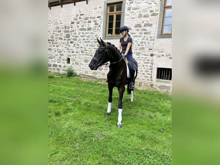 Hannoveraner Stute 3 Jahre 170 cm Rappe in Landesbergen