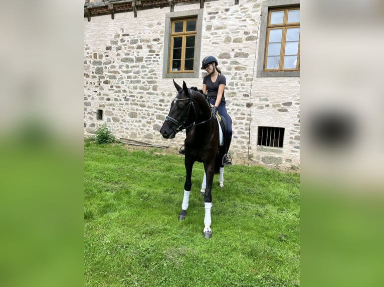 Hannoveraner Stute 3 Jahre 170 cm Rappe in Landesbergen