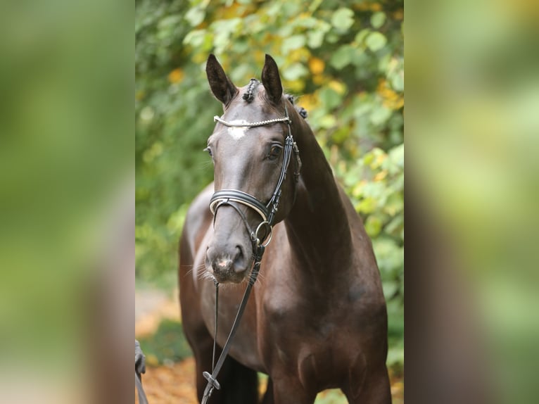 Hannoveraner Stute 3 Jahre 170 cm Rappe in Landesbergen