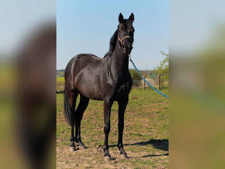 Hannoveraner Stute 3 Jahre 170 cm Rappe in Niendorf