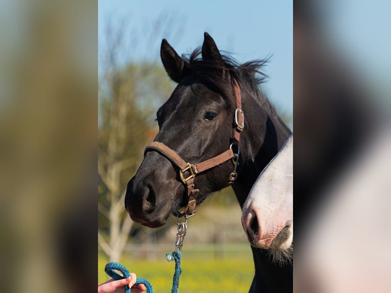 Hannoveraner Stute 3 Jahre 170 cm Rappe in Niendorf