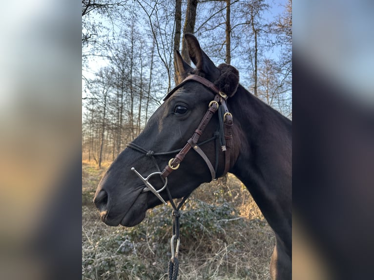 Hannoveraner Stute 3 Jahre 170 cm Rappe in Hirschhorn