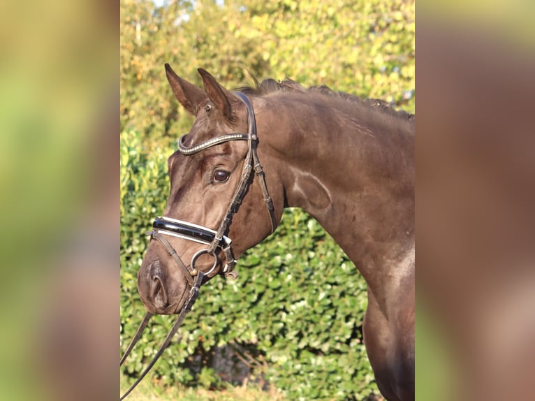 Hannoveraner Stute 3 Jahre 170 cm Rappe in Selsingen