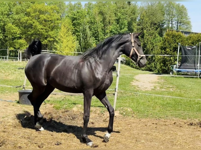 Hannoveraner Stute 3 Jahre 170 cm Rappe in Schnabelwaid