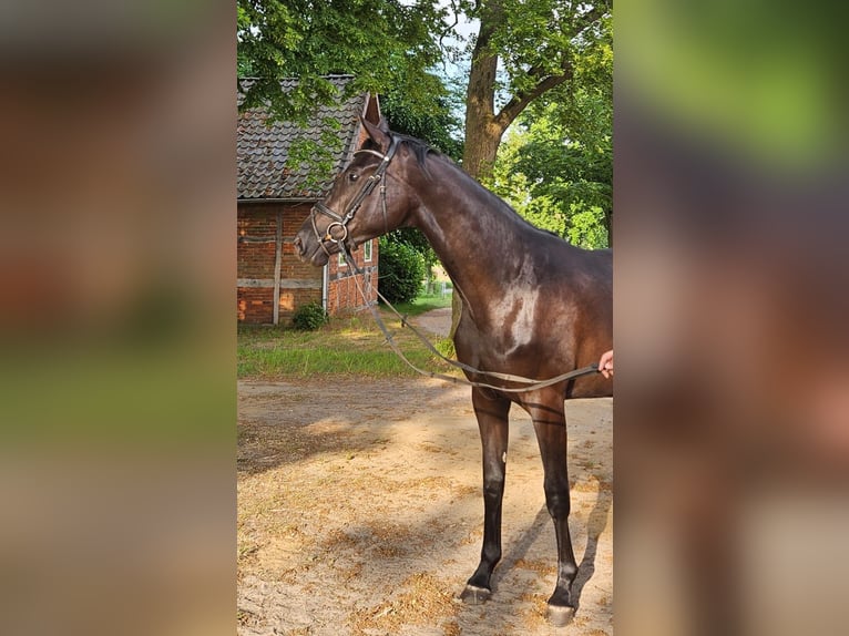 Hannoveraner Stute 3 Jahre 170 cm Rappe in Staffhorst
