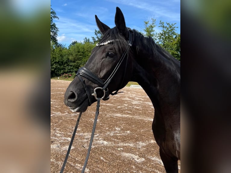Hannoveraner Stute 3 Jahre 171 cm Rappe in R&#xF6;mstedt