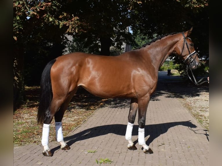 Hannoveraner Stute 3 Jahre 172 cm Brauner in Fredenbeck